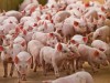 Вниманию руководителей свиноводческих хозяйств, владельцев личных подсобных хозяйств!
