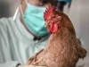 Меры по профилактике гриппа птиц 