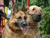 Правила содержания домашних животных (собак) на территории МР «Печора»