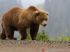 Обеспечить безопасность в ситуации с медведями вправе только полиция
