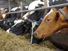 Бюджет-2020: в Коми сохранят повышенные ставки субсидий на товарное молоко 